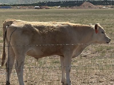 Young steer