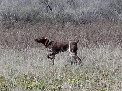 German Shorthaired Pointer puppies