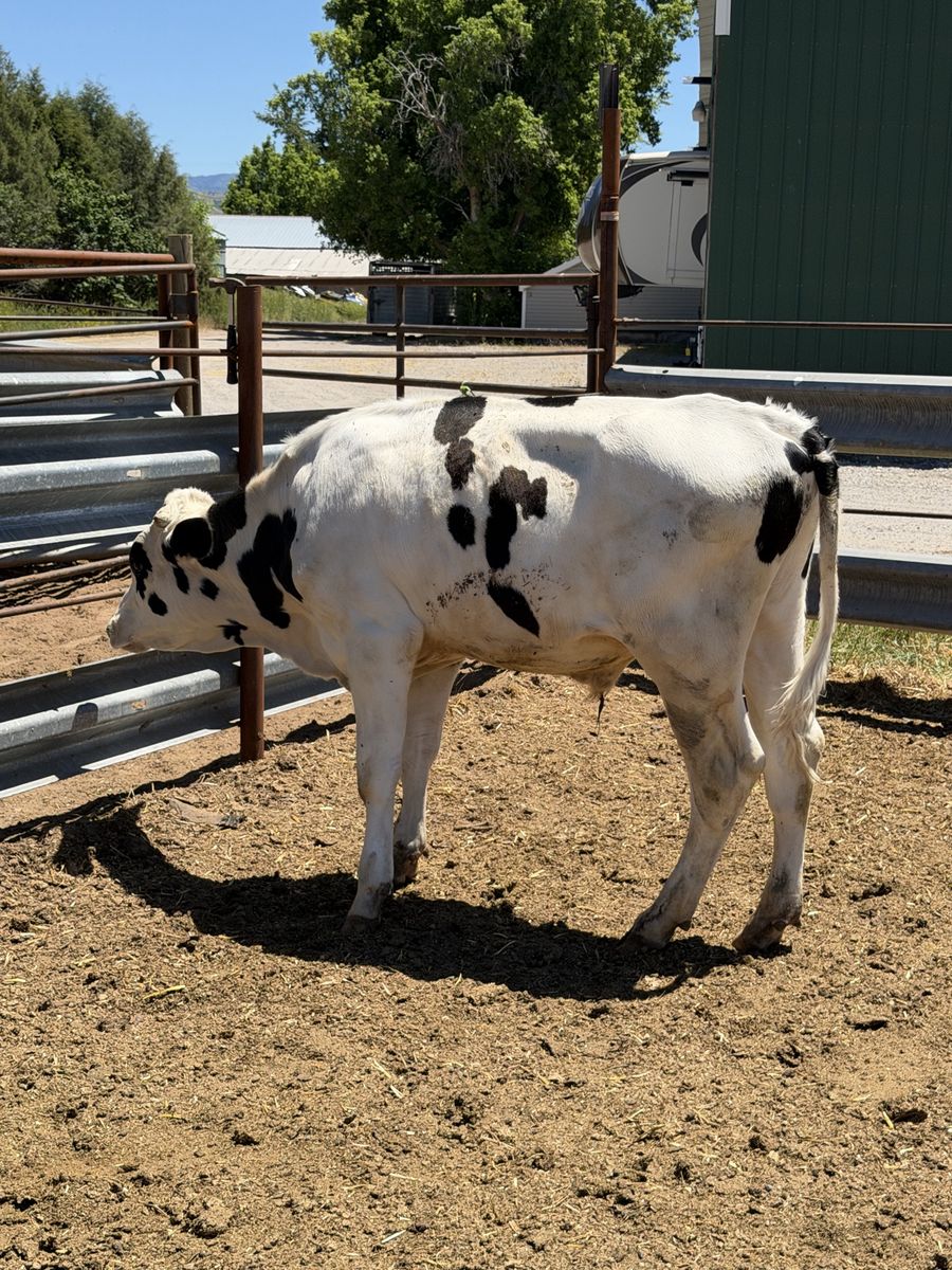 700 pound Holstein Steer