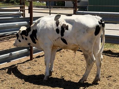 700 pound Holstein Steer