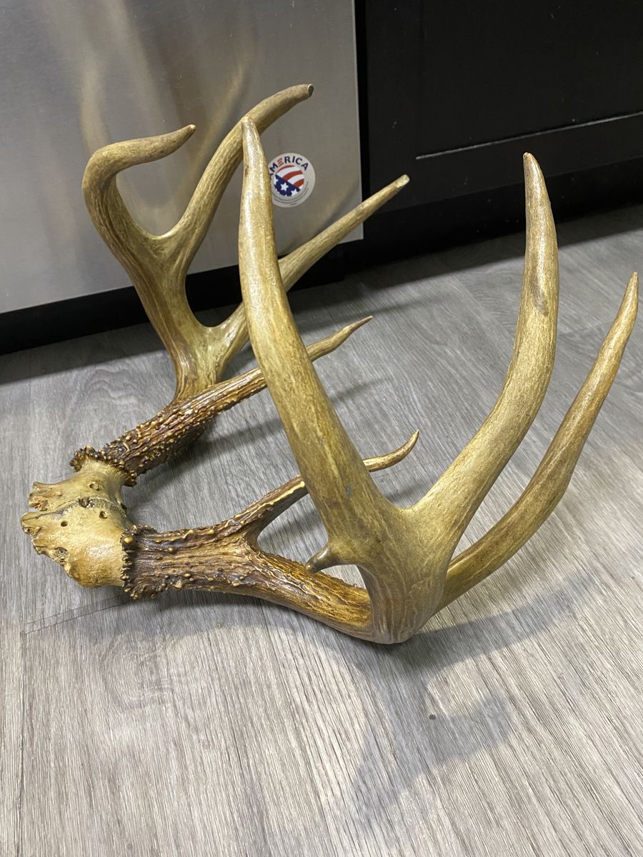 Big Whitetail Rack Wild Midwest Buck Huge Brows Drop Tine!