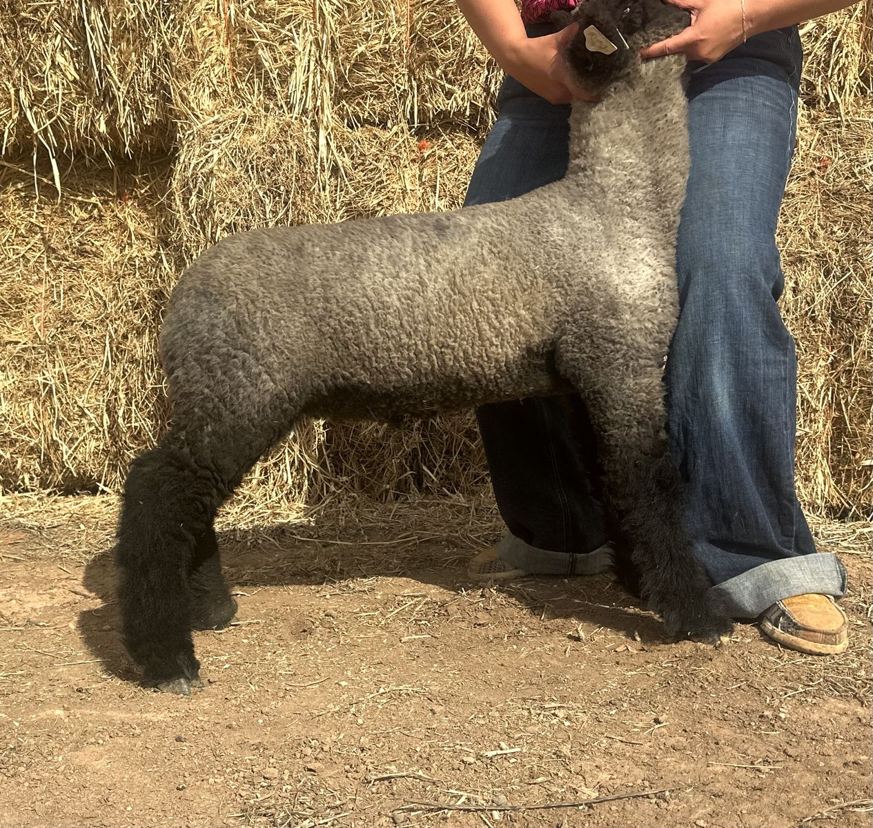 Show/Club Lamb for sale- Twisted J Show Stock