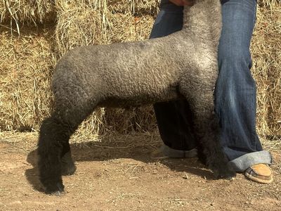 Show/Club Lamb for sale- Twisted J Show Stock