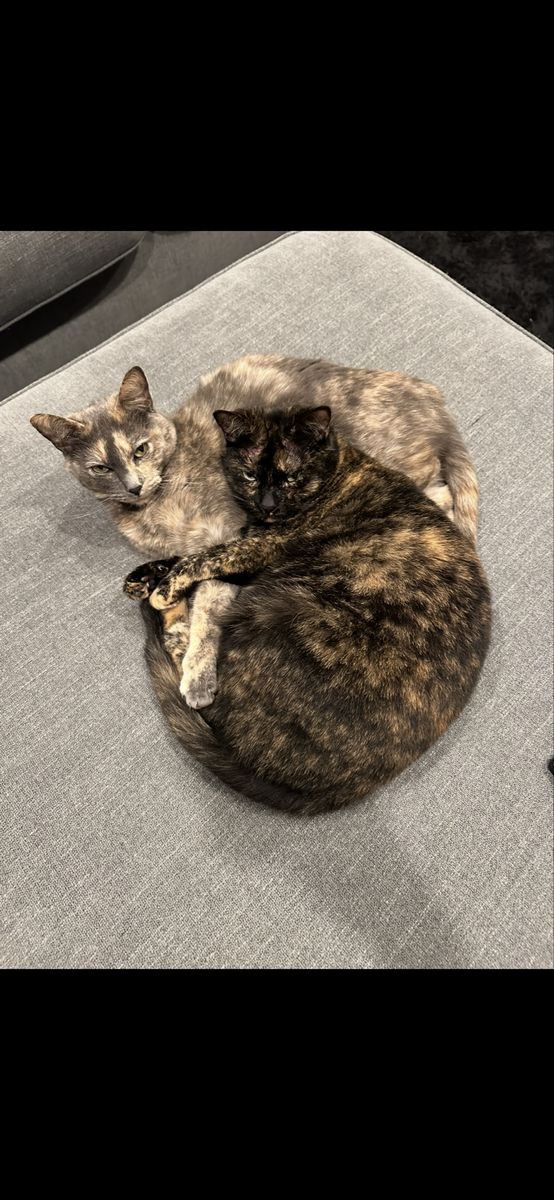 2 beautiful tortie girls FREE to a good home