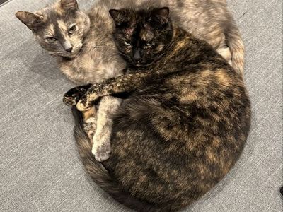 2 beautiful tortie girls FREE to a good home