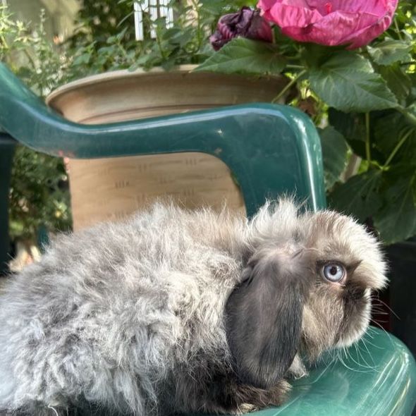 Free fuzzy Holland lop 