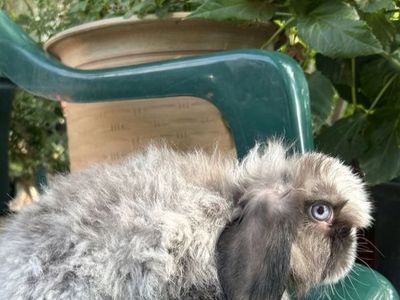 Free fuzzy Holland lop