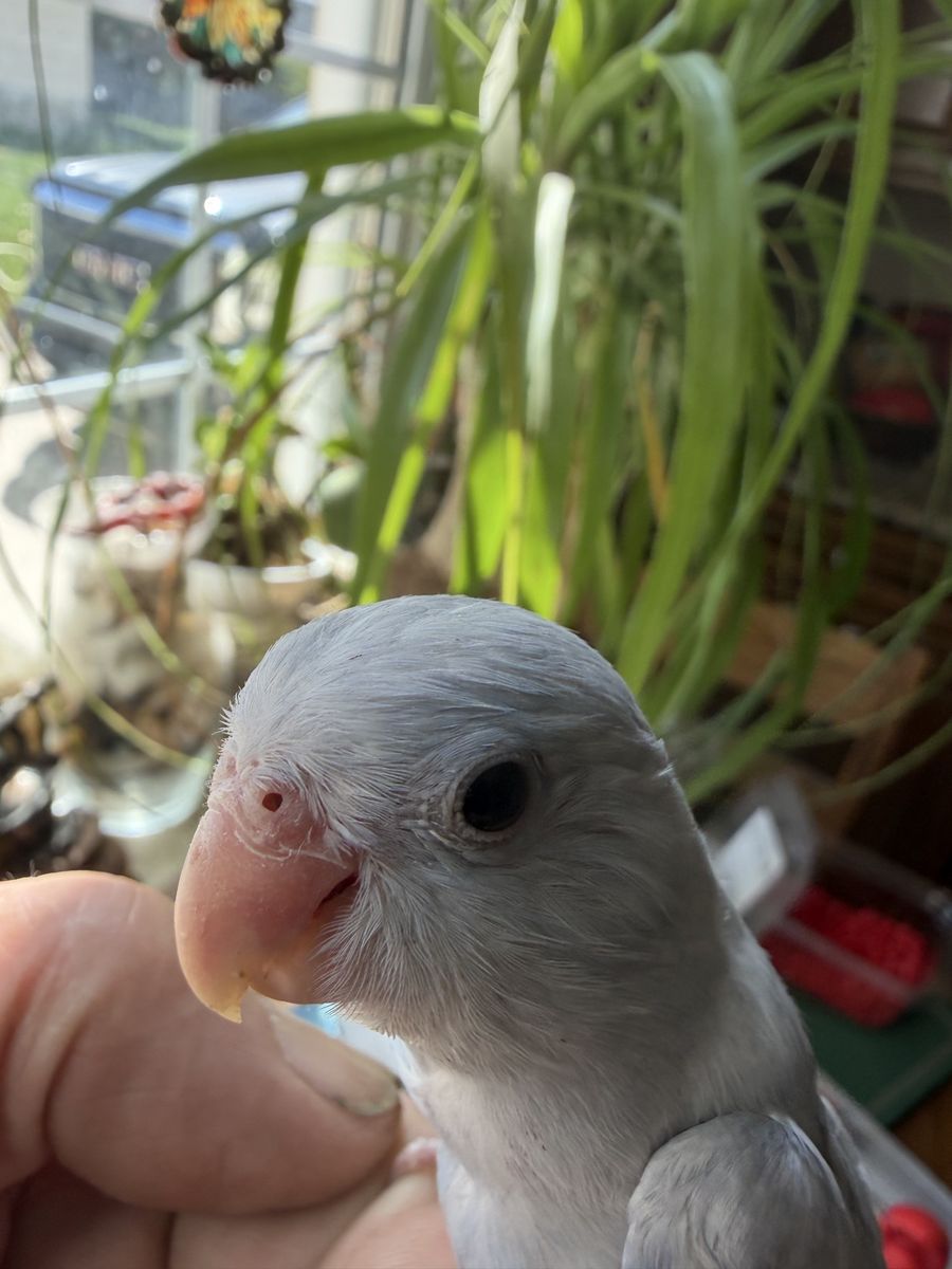 SMART UNIQUE  MARBLE MALE PARROTLET