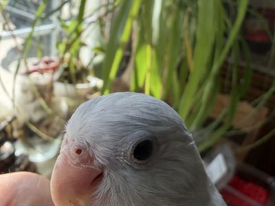 SMART UNIQUE MARBLE MALE PARROTLET