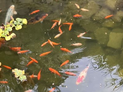 Live Pond Fish - Assorted Koi