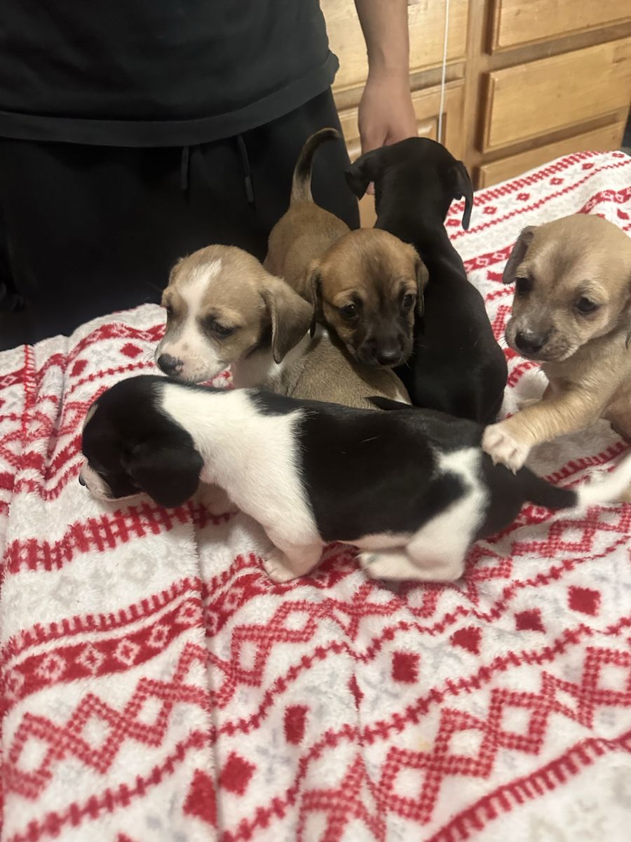 Chiweenies (Dachshund/Chihuahua)