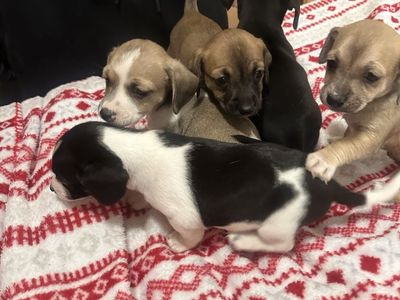 Chiweenies (Dachshund/Chihuahua)