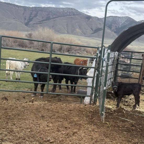 Polled Dexter Bull Calf