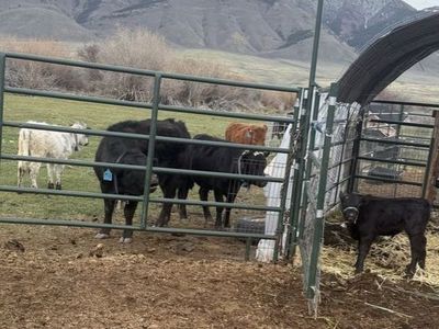 Polled Dexter Bull Calf