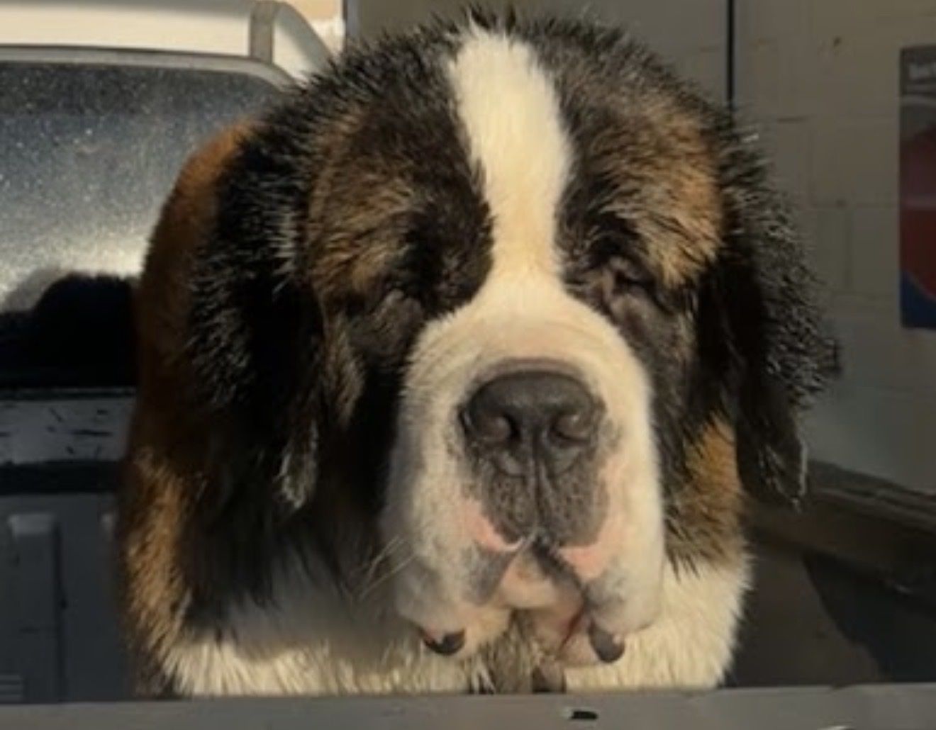Handsome 4 Year Old Saint Bernard “Bear”