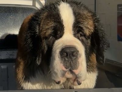 Handsome 4 Year Old Saint Bernard “Bear”