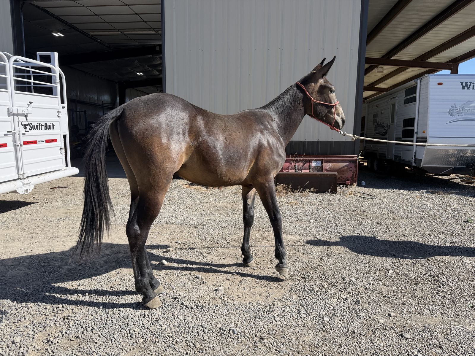 Mule for Sale