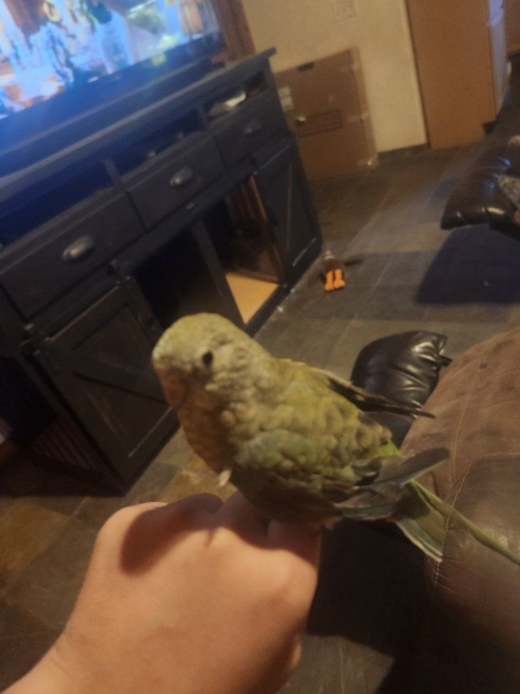 Red Rump parakeet 
