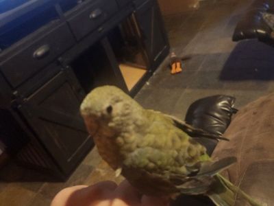 Red Rump parakeet