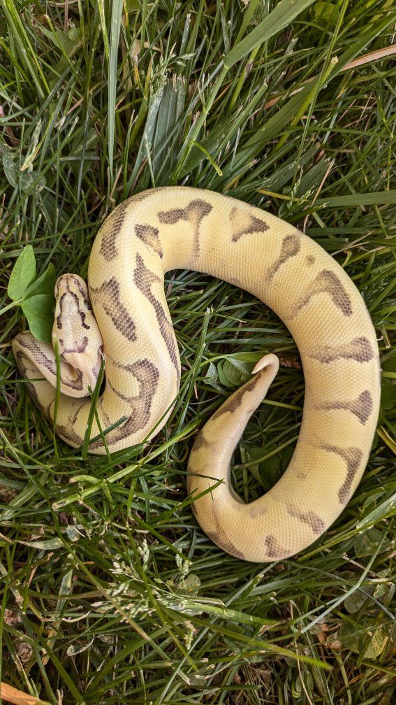 2025 Female Vanilla Scream Enchi Ball Python