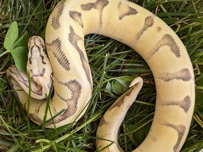 2025 Female Vanilla Scream Enchi Ball Python