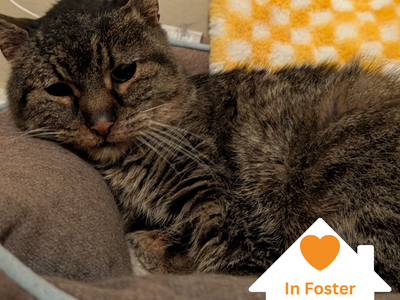 Hello my name is Hubert