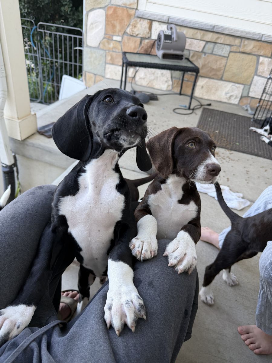 PUPPIES — MOUNTAIN POINTER - Built for Utah's Mountains!  ( GSP German Shorthair Pointer × Cross)