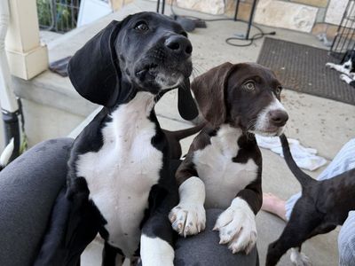 PUPPIES — MOUNTAIN POINTER - Built for Utah's Mountains! ( GSP German Shorthair Pointer × Cross)