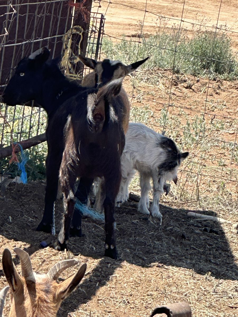 Goats