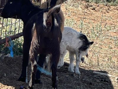 Goats