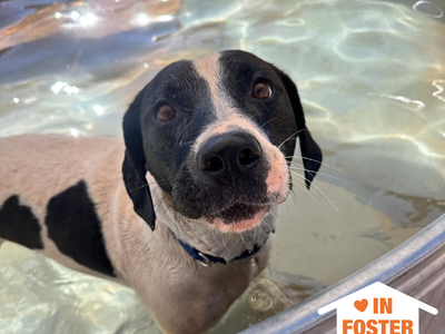 Hello my name is Boston