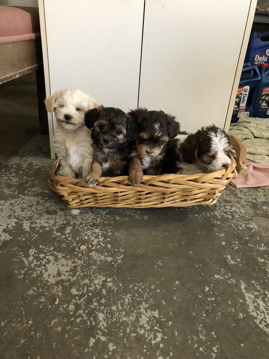 Shih tzu/poodle/Yorkie puppies