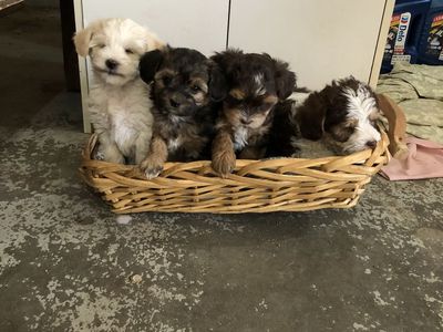 Shih tzu/poodle/Yorkie puppies