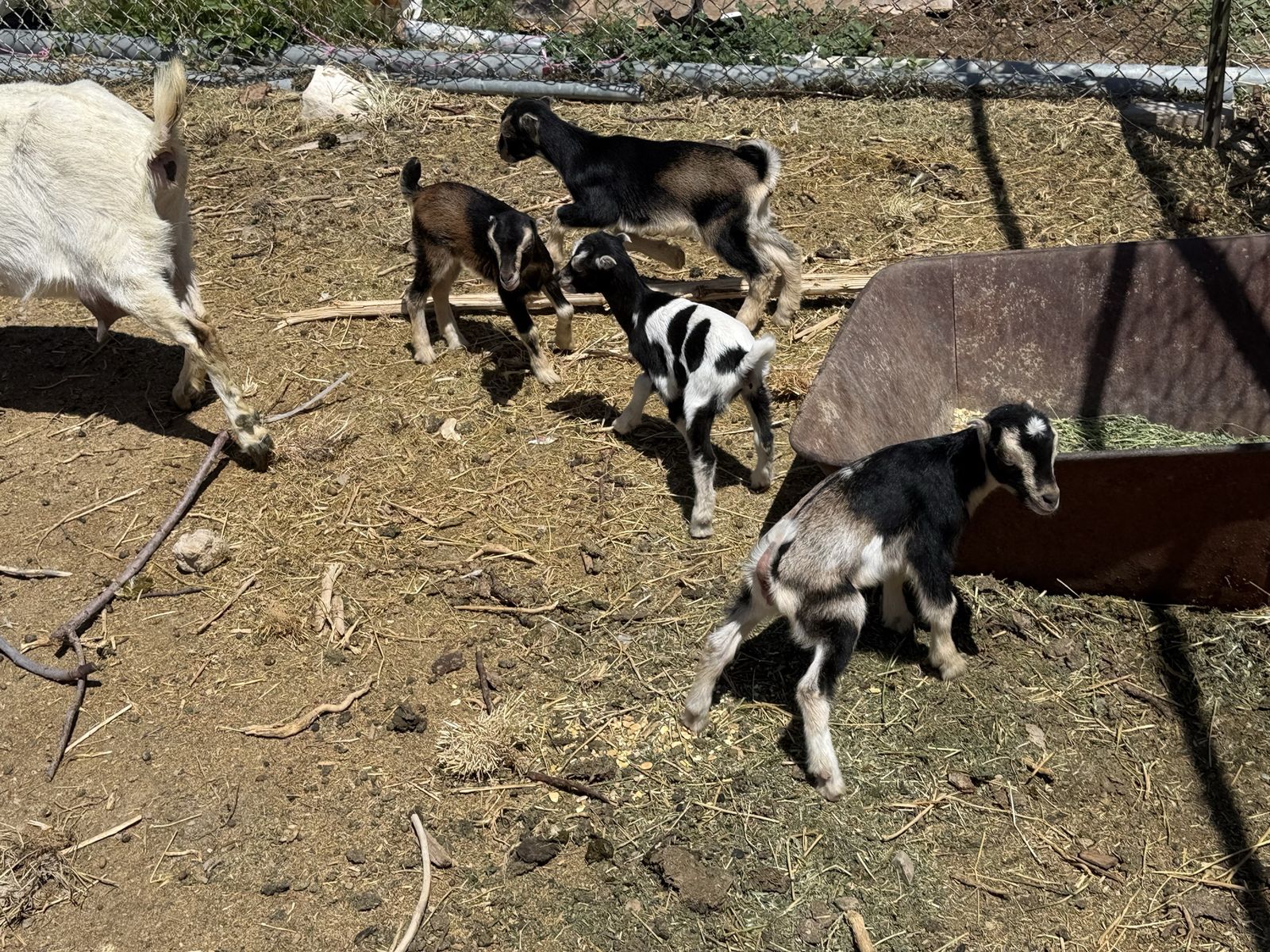 3 yr old mini lamancha with 4 doelings
