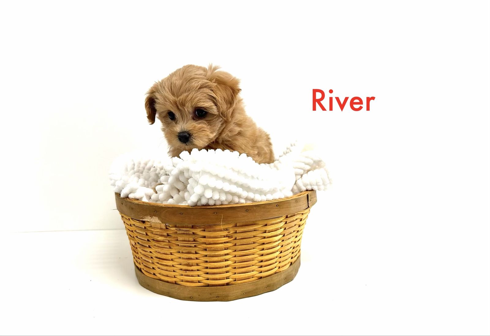 PerfectPomapoo designer READY ENS training