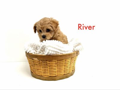 PerfectPomapoo designer READY ENS training