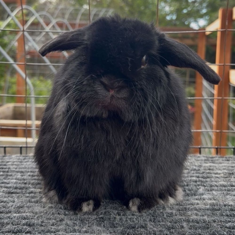 Holland Lop Buck - Pedigreed
