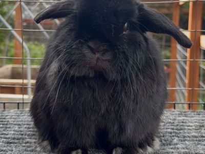 Holland Lop Buck - Pedigreed