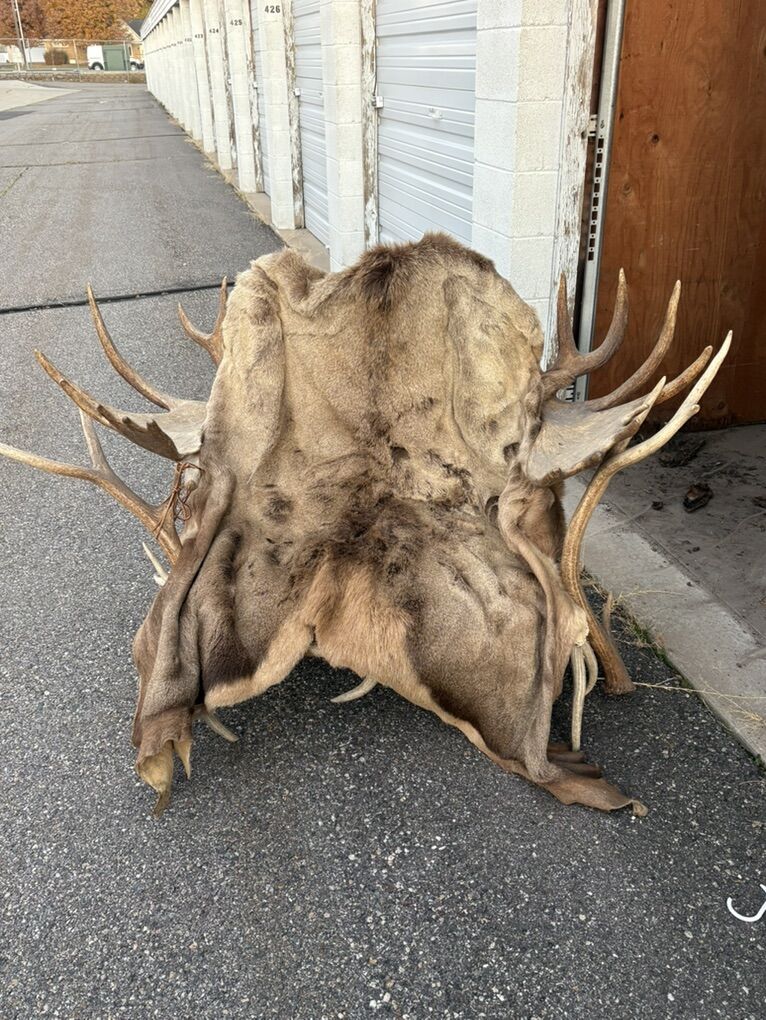 Elk And Moose Antler Chair
