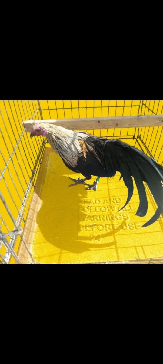 Azteca, o.e.g, and mini phoenix.