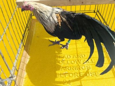 Azteca, o.e.g, and mini phoenix.