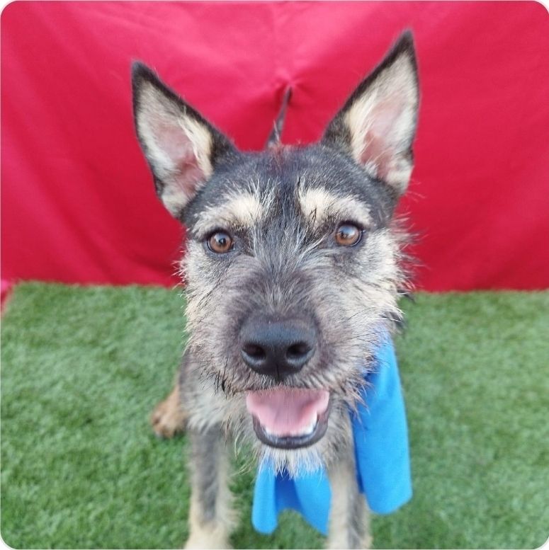 Finn- Schnauzer/Terrier mix