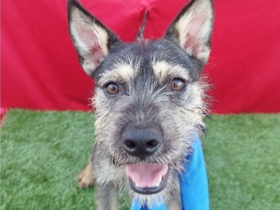 Finn- Schnauzer/Terrier mix