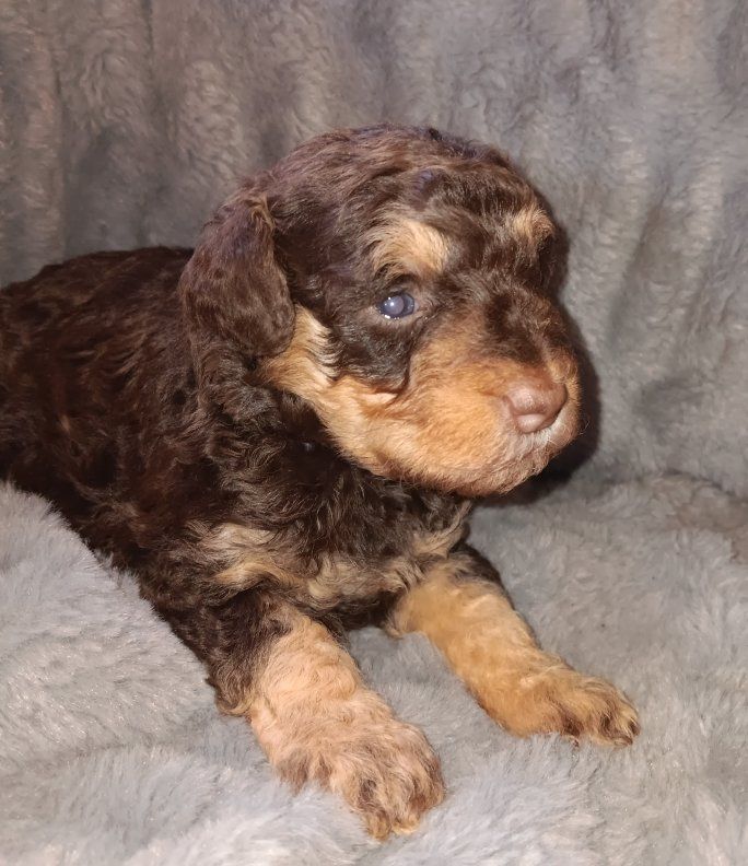 Miniature Schnauzer female # 1
