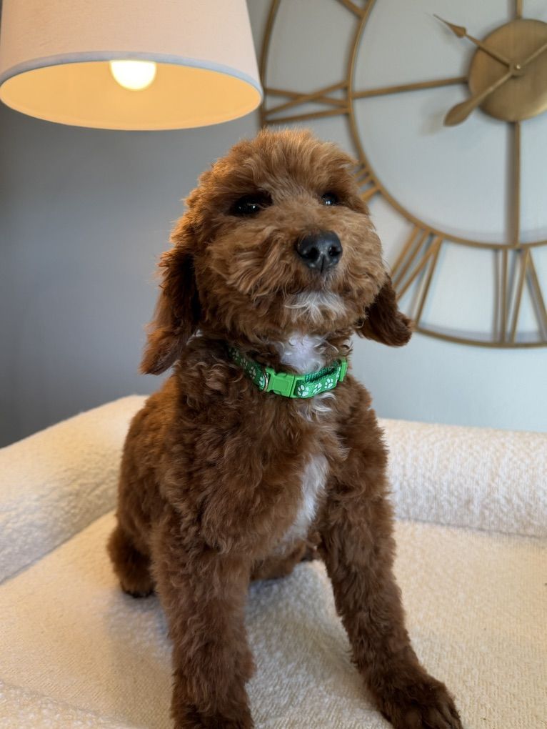 Stunning Deep Red Mini Poodles 1 Boy 2 Girls