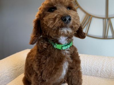 Stunning Deep Red Mini Poodles 1 Boy 2 Girls