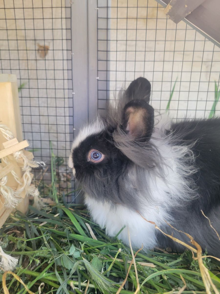 Lionhead rabbbit