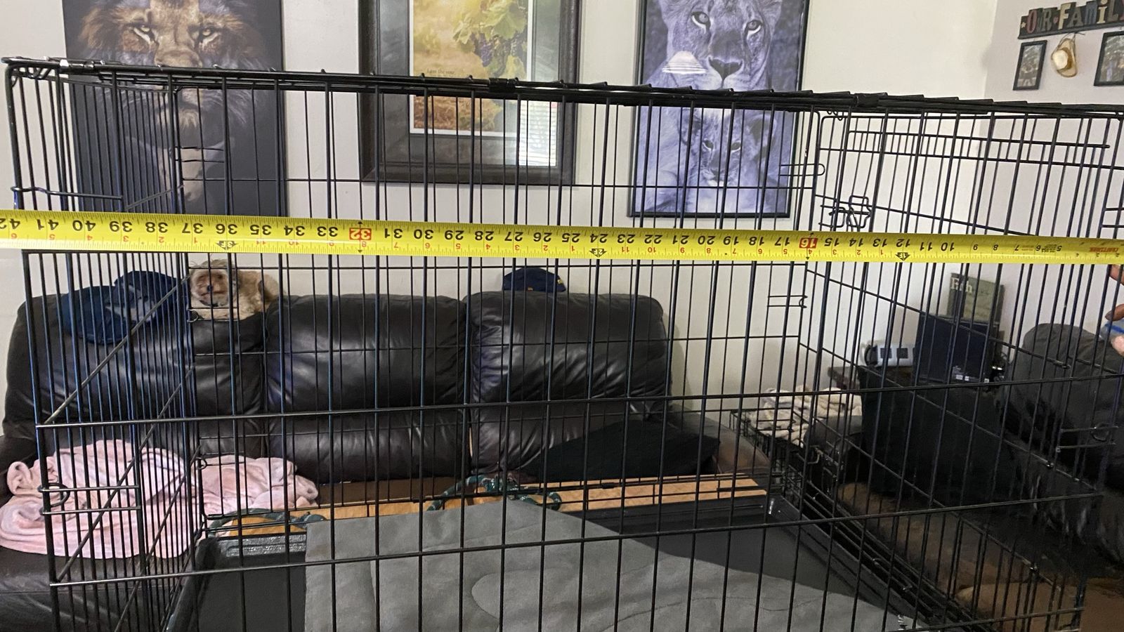 Large Black Wire Dog Crate 42" x 28"