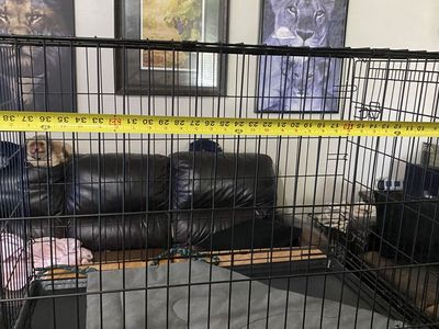 Large Black Wire Dog Crate 42" x 28"