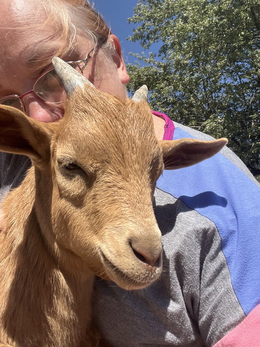 Adorable Nigerian Dwarf Goat - Friendly & Healthy Male Kid